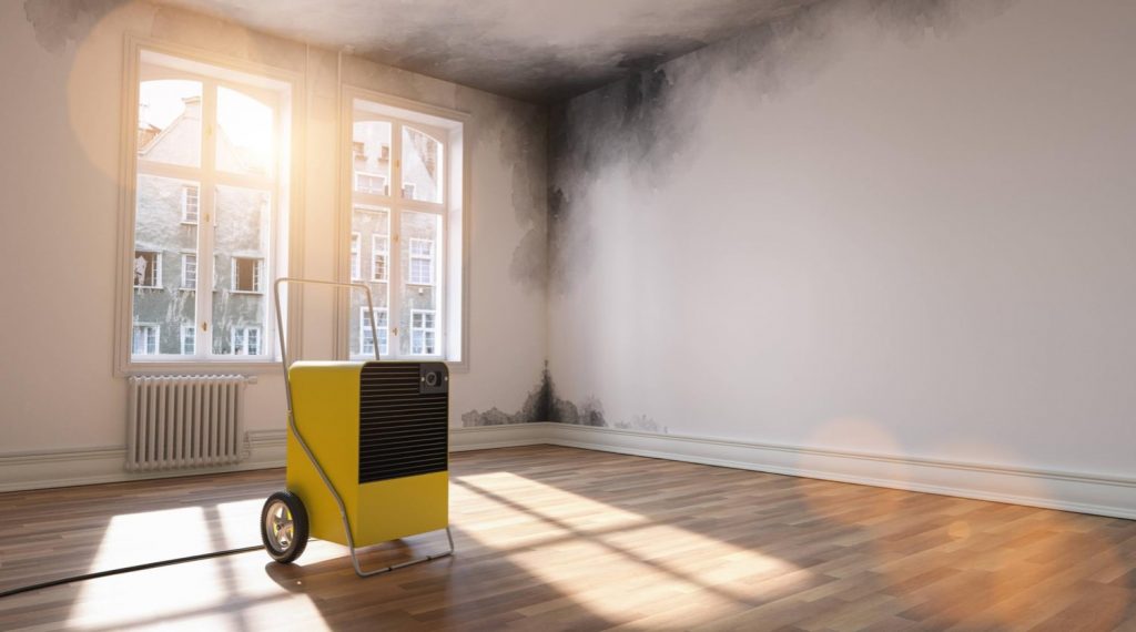 mold removal process removing moisture