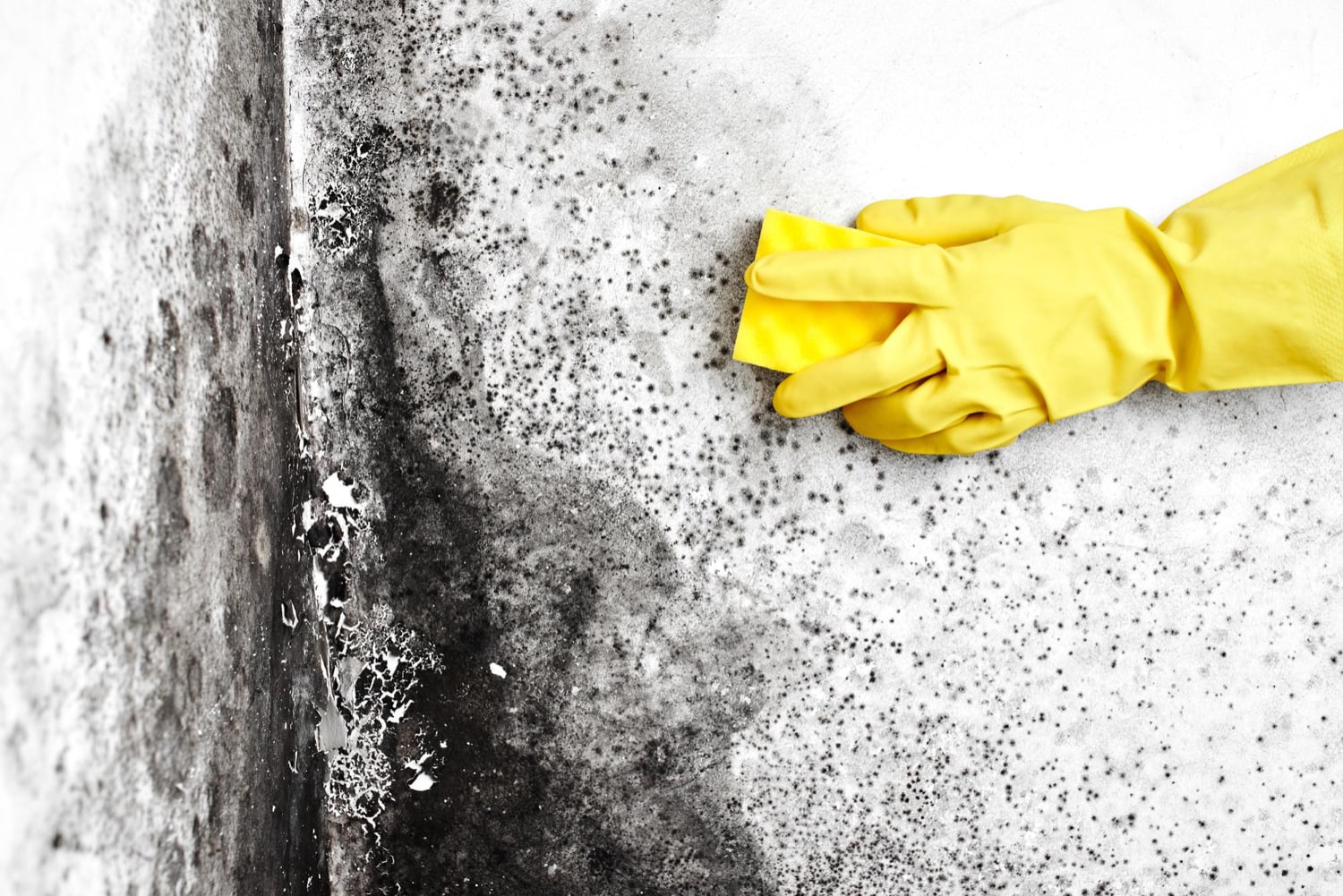 mold removal remediation process
